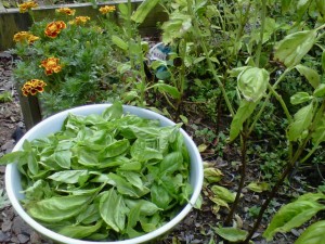 Fresh Basil