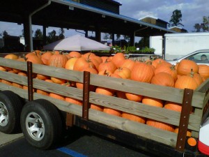 Local Pumpkins at the Farmer's Market