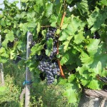MBN - Grape Vineyard