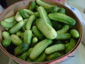 Cucumbers