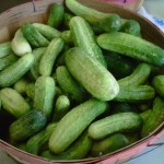 Cucumbers