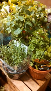 Live herbs at grocery store