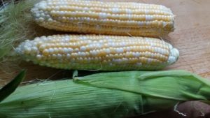 Summer corn on the cob