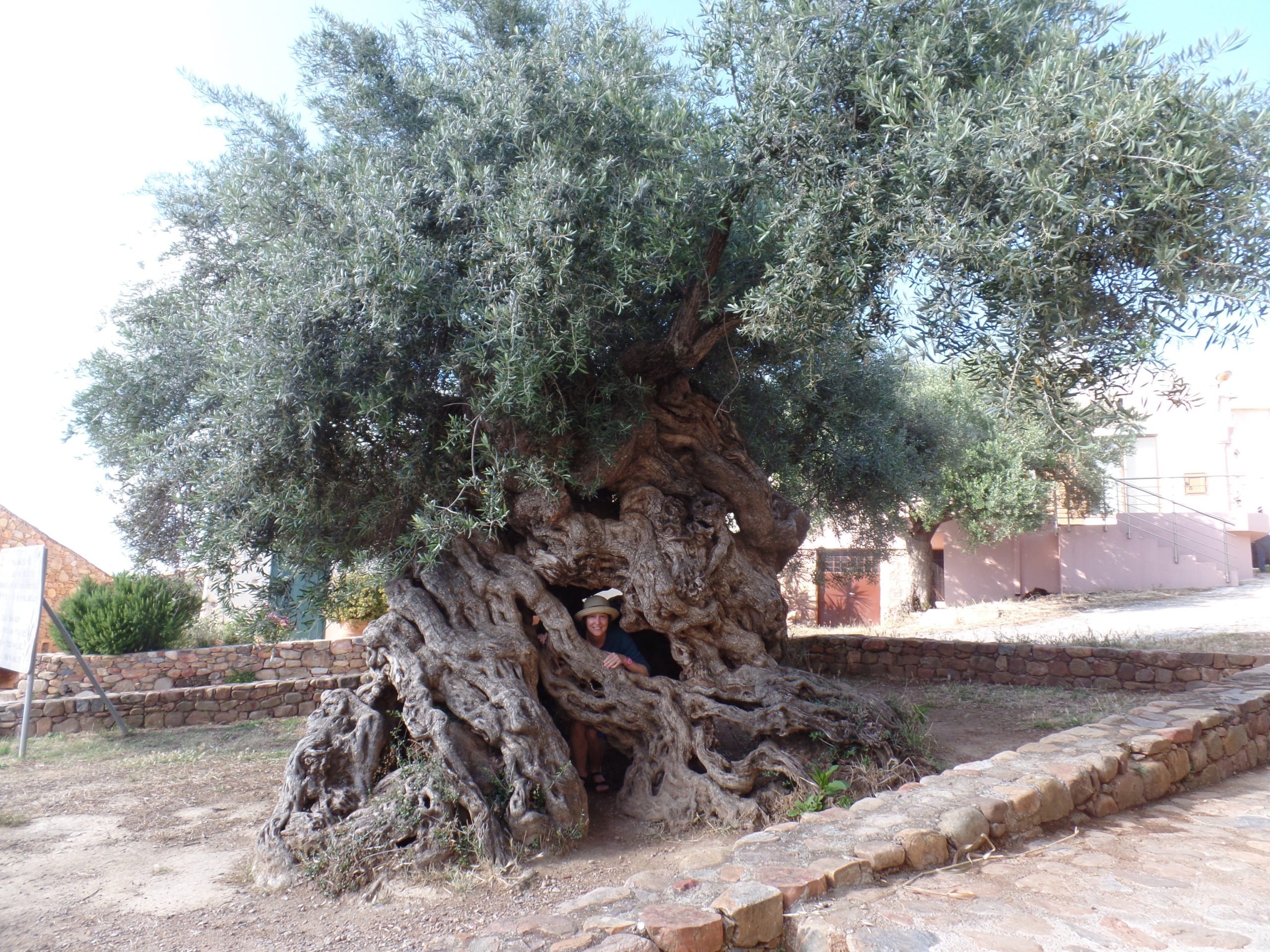 Olive Tree Ano Vouves Crete