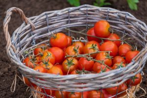 Tomatoes in basket